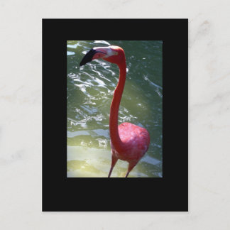 rosa flamingo vykort