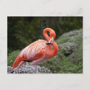 Rosa Flamingo Vykort