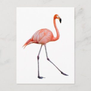Rosa Flamingo Vykort