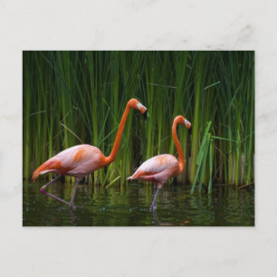 ROSA FLAMINGO VYKORT
