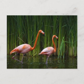 ROSA FLAMINGO VYKORT