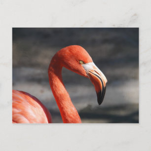 Rosa Flamingo Vykort