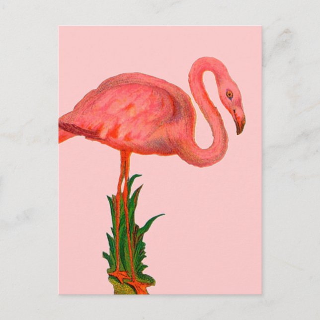 Rosa Flamingo Vykort (Framsida)