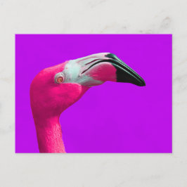 Rosa Flamingo-vykort, Lila-bakgrund Vykort