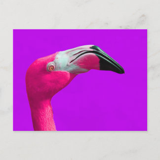 Rosa Flamingo-vykort, Lila-bakgrund Vykort