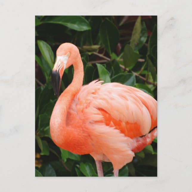 Rosa Flamingo-vykort Vykort (Framsida)