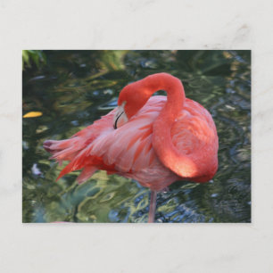 Rosa Flamingo-vykort Vykort