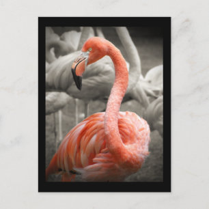 Rosa Flamingo-vykort Vykort