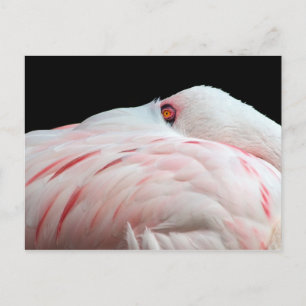Rosa Flamingo-vykort Vykort