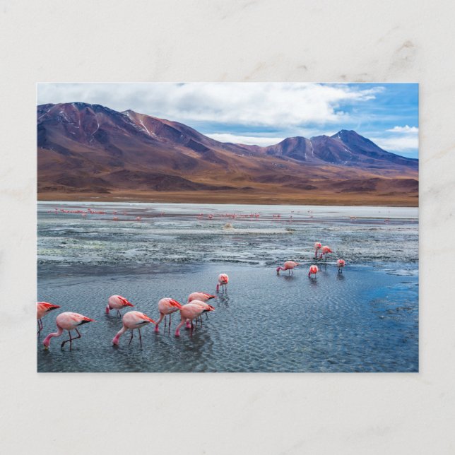 Rosa Flamingoes i Bolivia Vykort (Framsida)