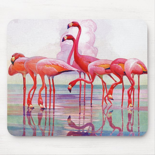 Rosa Flamingos av Francis Lee Jaques Musmatta (Framsidan)