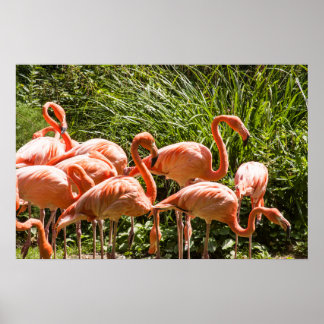Rosa Flamingos Bird Poster