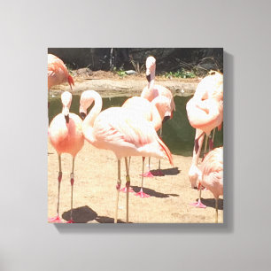 Rosa flamingos canvastryck