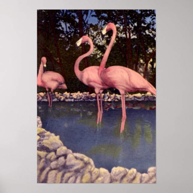 Rosa Flamingos, Florida Poster (Framsidan)