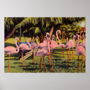 Rosa Flamingos i Florida Poster