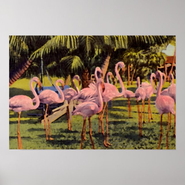 Rosa Flamingos i Florida Poster (Framsidan)