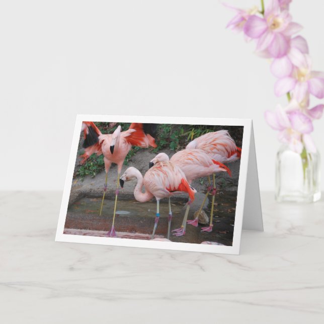 Rosa flamingos i vatten kort (Orkide)