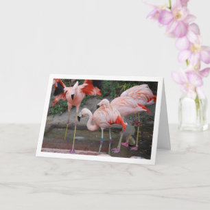 Rosa flamingos i vatten kort