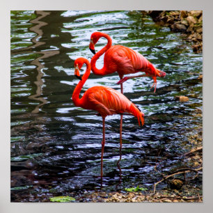 Rosa Flamingos i Vatten Poster