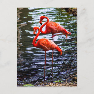 Rosa Flamingos i Vatten Vykort