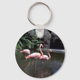 Rosa flamingos in pond, St Petersburg, Florida, U Nyckelring