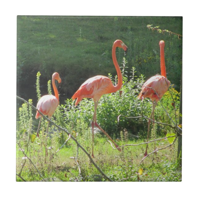 Rosa Flamingos Kakelplatta (Framsidan)