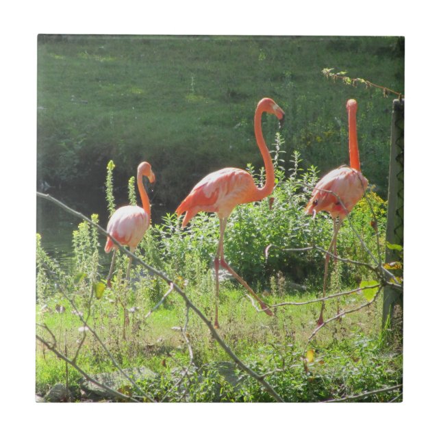 Rosa flamingos kakelplatta (Framsidan)