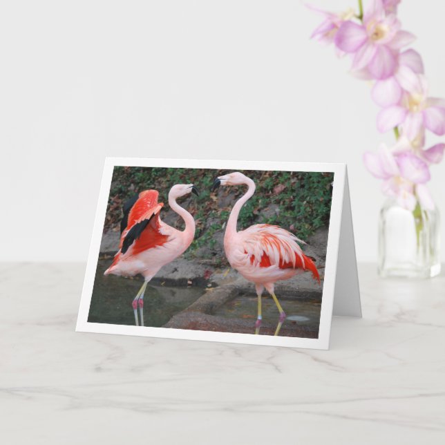 Rosa flamingos kort (Orkide)