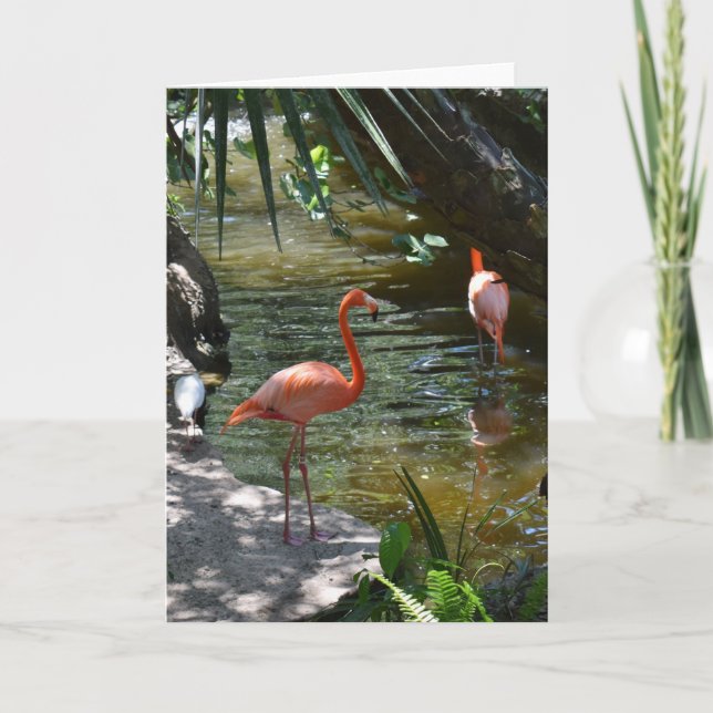 Rosa Flamingos Kort (Framsida)