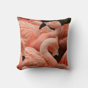 Rosa flamingos kudde