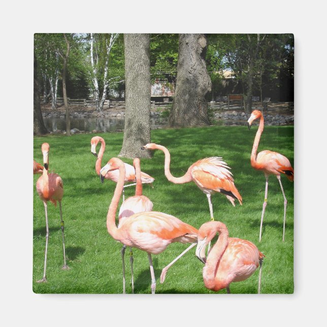 Rosa flamingos magnet (Framsidan)