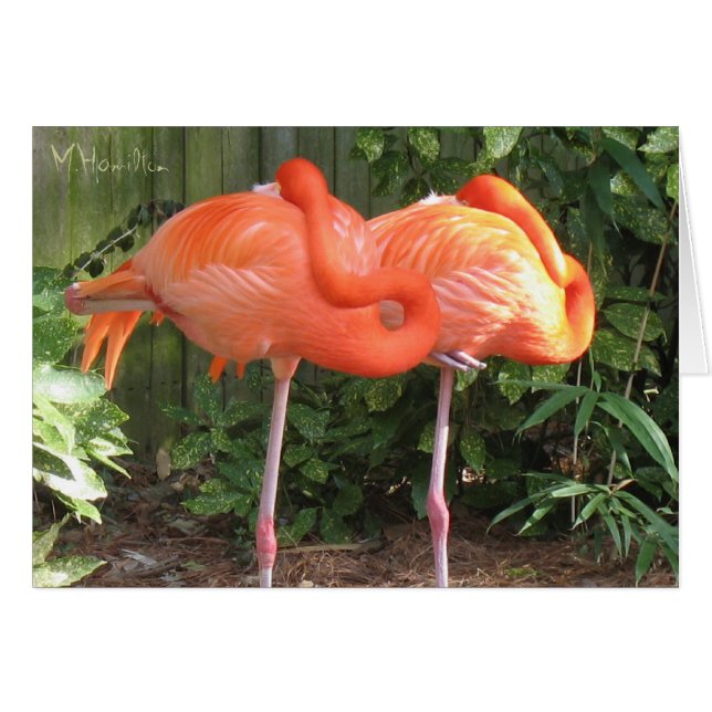 Rosa Flamingos Note Card OBS Kort (Framsidan Horizontal)
