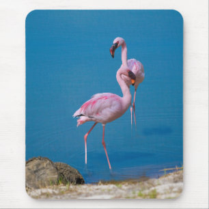 Rosa Flamingos på sjön Musmatta