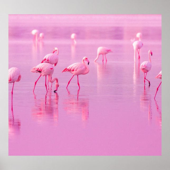 Rosa Flamingos Sjö Romantic Concept Poster (Framsidan)