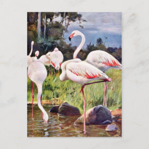 Rosa Flamingos Vintage Illustration Vykort