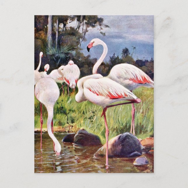 Rosa Flamingos Vintage Illustration Vykort (Framsida)