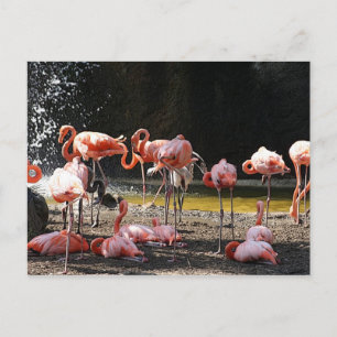 Rosa Flamingos Vykort