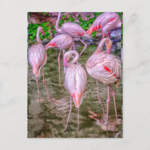 Rosa Flamingos Vykort