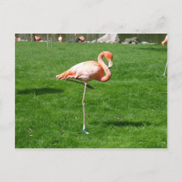 Rosa Flamingos Vykort