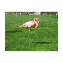 Rosa Flamingos