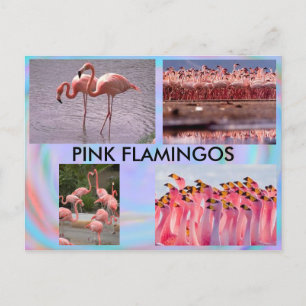 Rosa Flamingos vykort