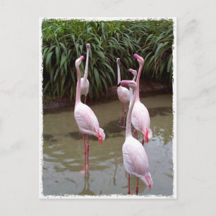 Rosa Flamingos Vykort