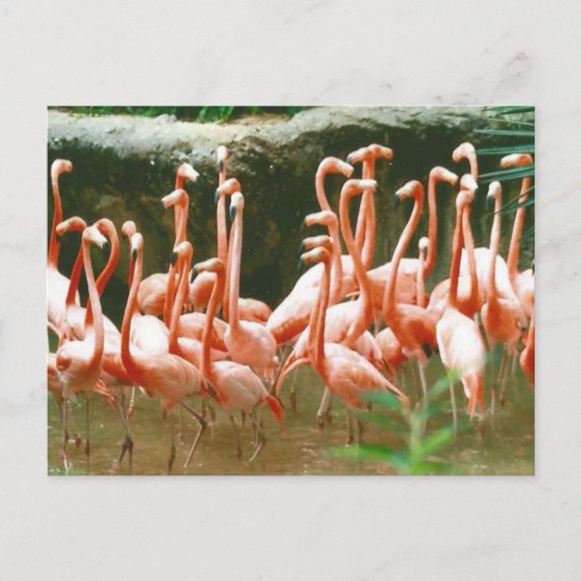 Rosa Flamingos vykort (Framsida)