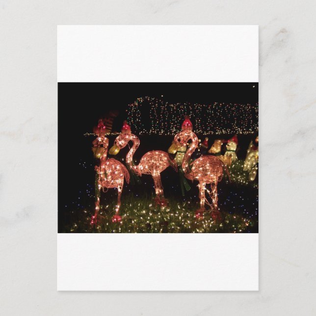 Rosa Flamingos Vykort (Framsida)