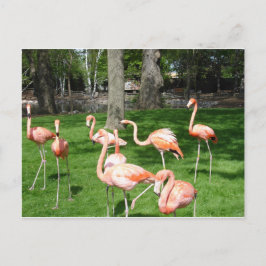 Rosa Flamingos Vykort
