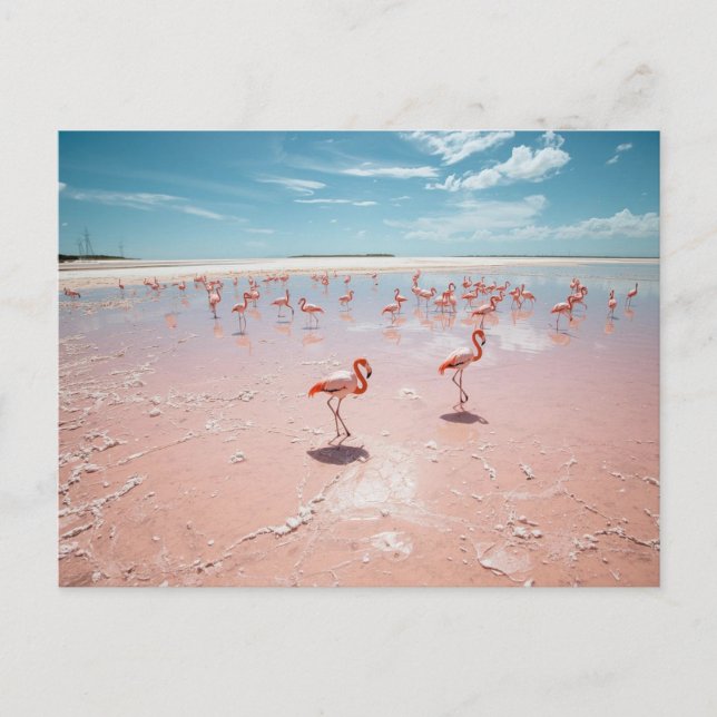 Rosa flamingos  vykort (Framsida)