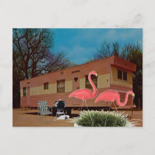 Rosa Flamingos Vykort