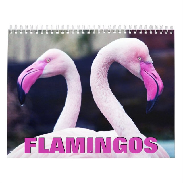 Rosa Flamingos Wall Calendar Kalender (Omslag)