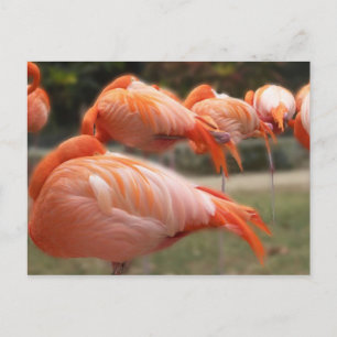Rosa FlamingosOriginalfoto Vykort