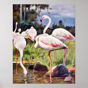 Rosa Flamingosvintageillustration Poster
